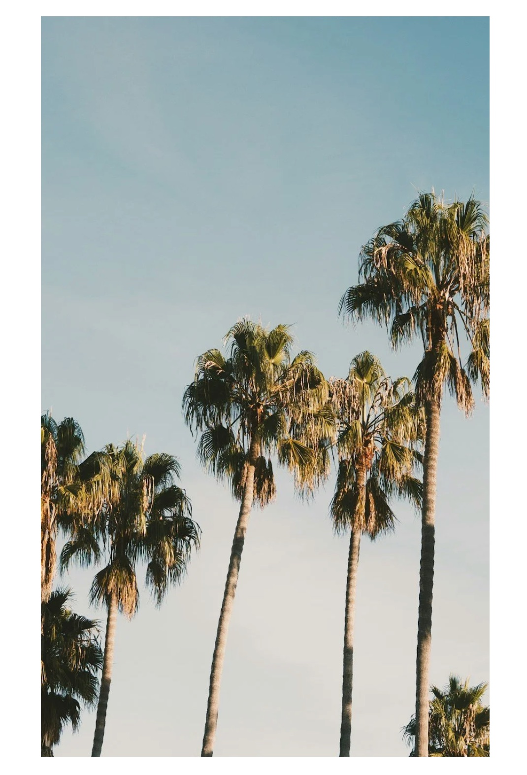 Los Angeles palm trees — Prestige Serves LLC