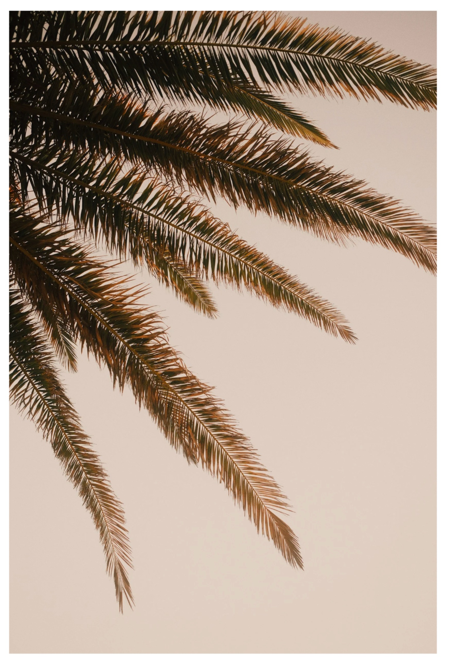 Palm fronds close-up Los Angeles